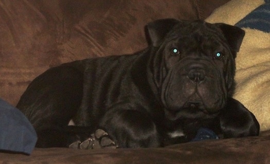 Matilda the Bull-Pei puppy laying on a couch in front of a pillow